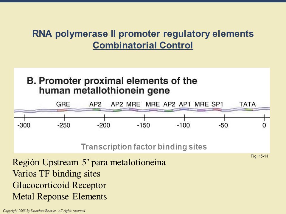 RNA polymerase II promoter regulatory elements Combinatorial Control