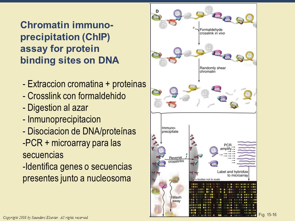 - Extraccion cromatina + proteinas - Crosslink con formaldehido