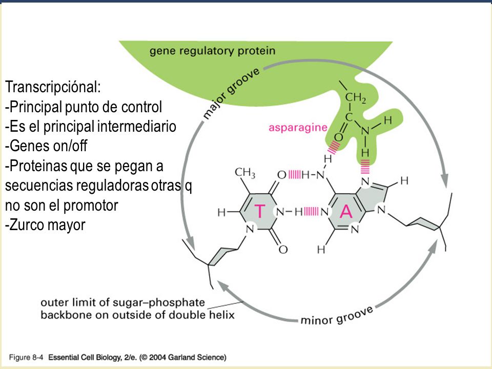 Principal punto de control Es el principal intermediario Genes on/off