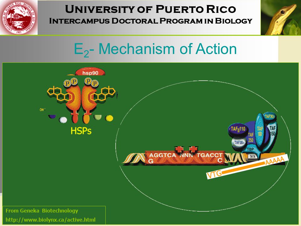 University of Puerto Rico Intercampus Doctoral Program in Biology