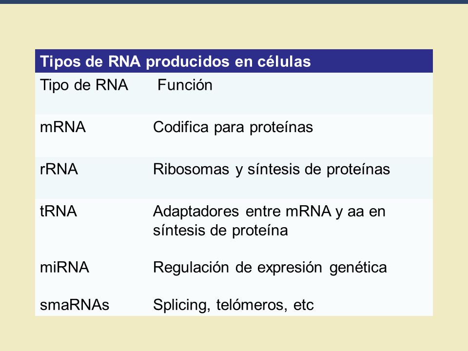 Tipos de RNA producidos en células Tipo de RNA Función mRNA