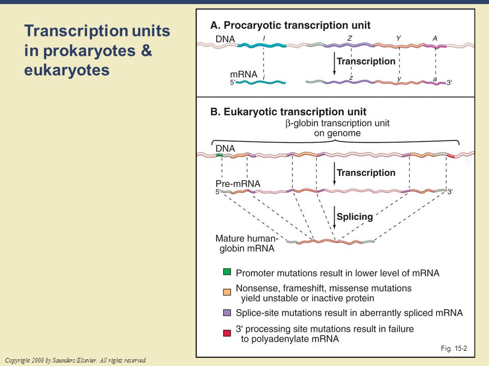 Transcription units in prokaryotes & eukaryotes