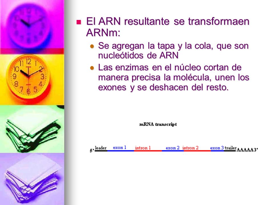 El ARN resultante se transformaen ARNm:
