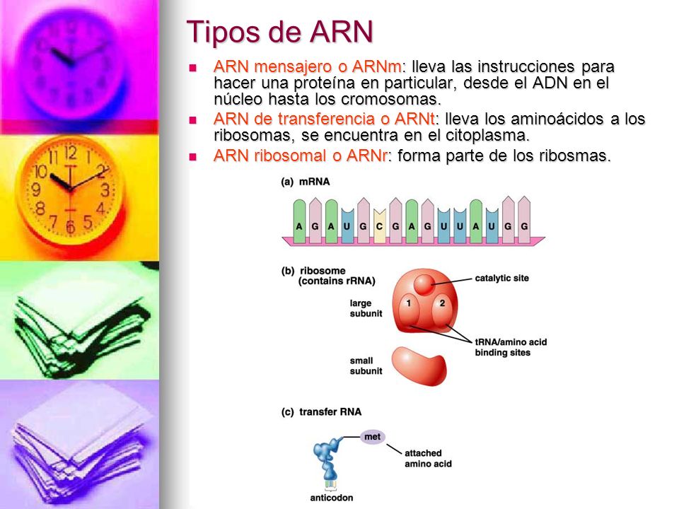 Tipos de ARN ARN mensajero o ARNm: lleva las instrucciones para hacer una proteína en particular, desde el ADN en el núcleo hasta los cromosomas.
