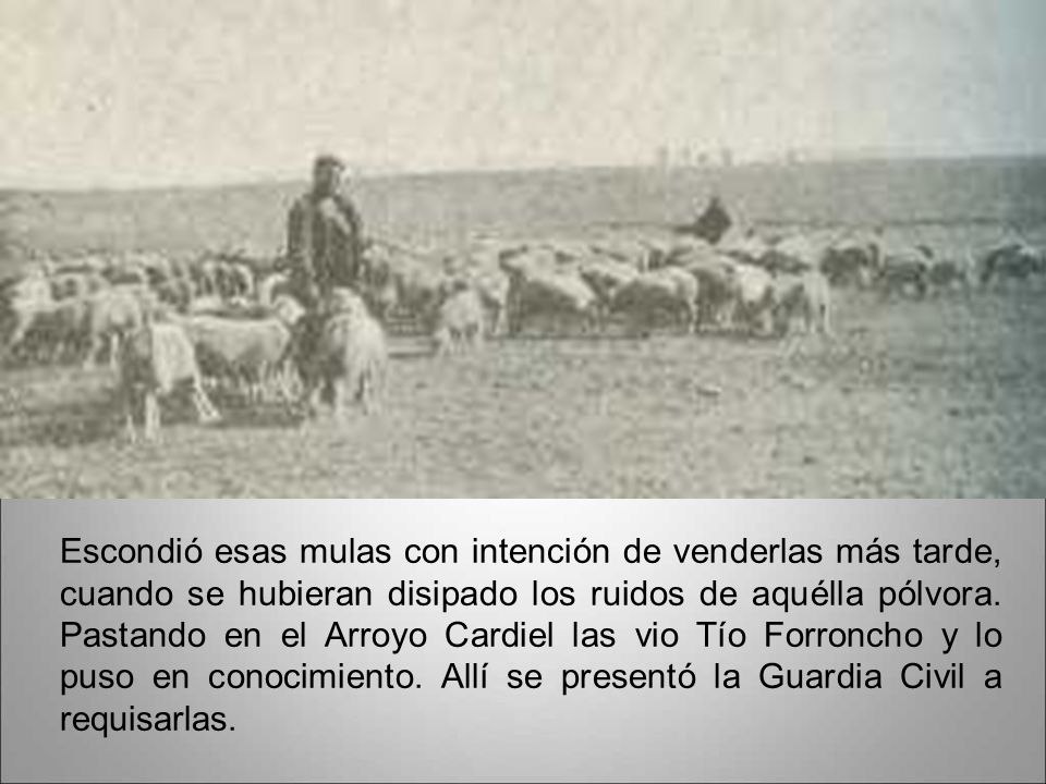 Escondió esas mulas con intención de venderlas más tarde, cuando se hubieran disipado los ruidos de aquélla pólvora.