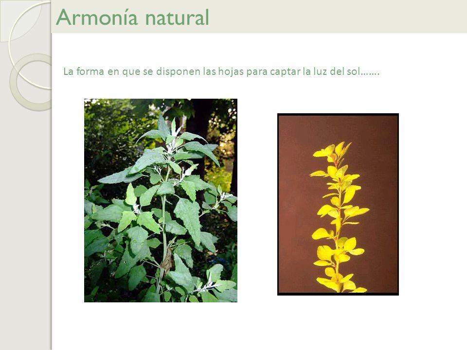 Armonía natural La forma en que se disponen las hojas para captar la luz del sol…….