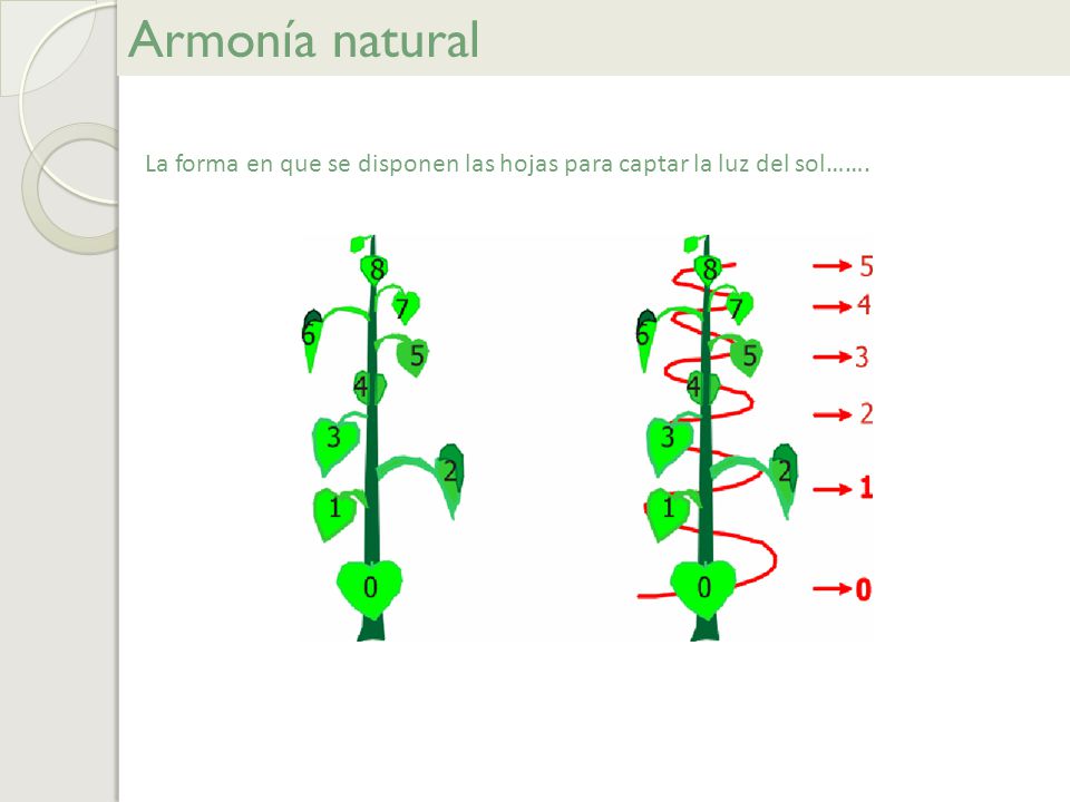 Armonía natural La forma en que se disponen las hojas para captar la luz del sol…….
