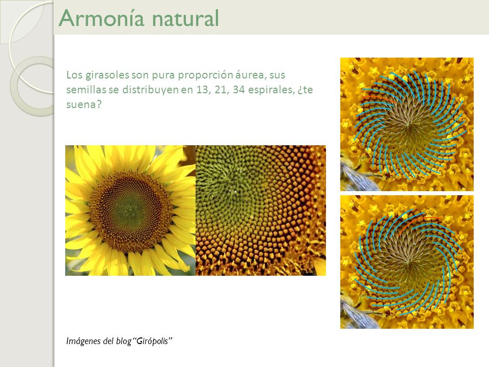 Armonía natural Los girasoles son pura proporción áurea, sus semillas se distribuyen en 13, 21, 34 espirales, ¿te suena