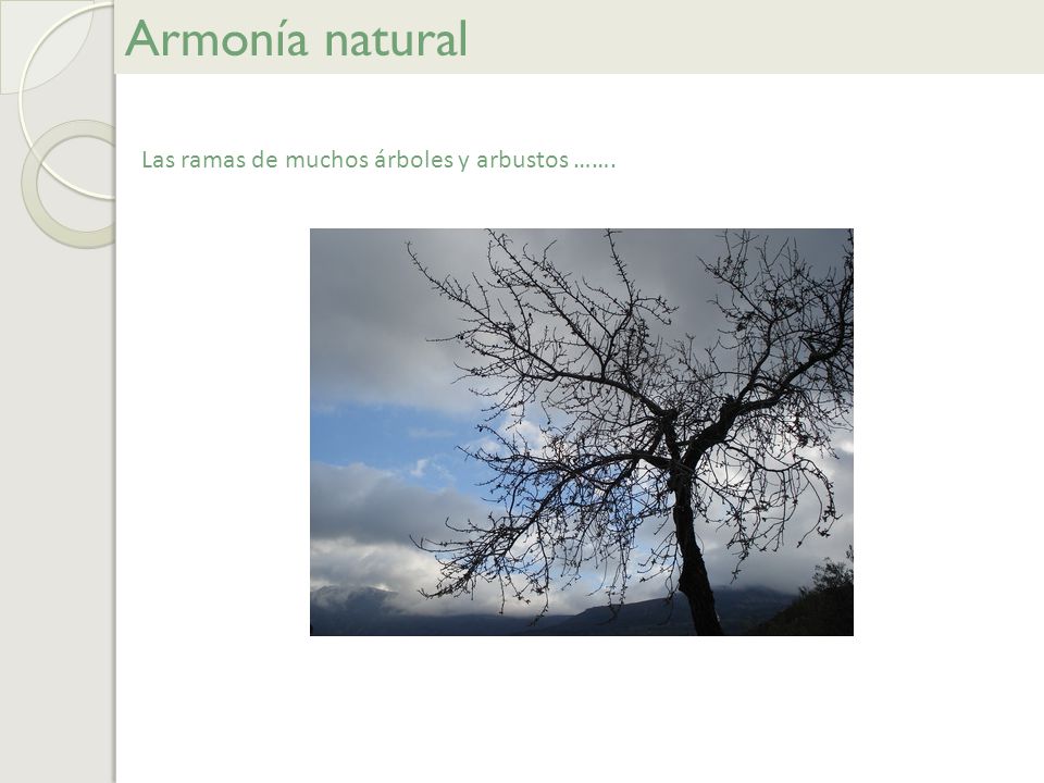 Armonía natural Las ramas de muchos árboles y arbustos …….