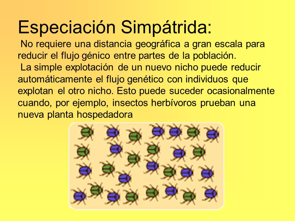 Especiación Simpátrida: No requiere una distancia geográfica a gran escala para reducir el flujo génico entre partes de la población.