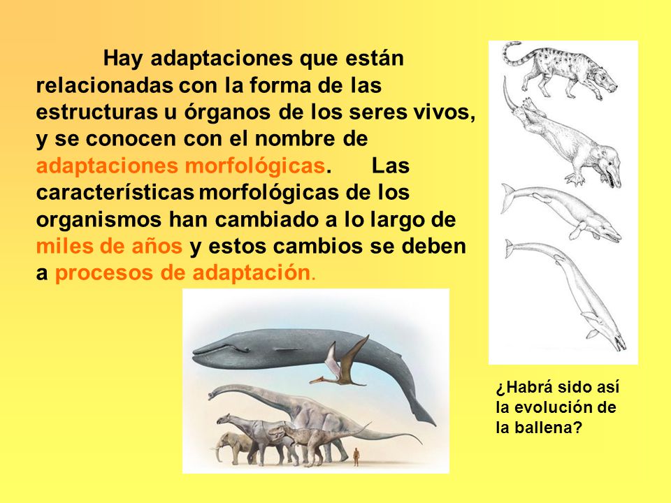 Hay adaptaciones que están relacionadas con la forma de las estructuras u órganos de los seres vivos, y se conocen con el nombre de adaptaciones morfológicas. Las características morfológicas de los organismos han cambiado a lo largo de miles de años y estos cambios se deben a procesos de adaptación.