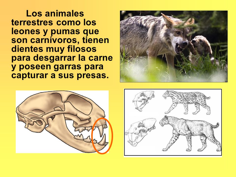Los animales terrestres como los leones y pumas que son carnívoros, tienen dientes muy filosos para desgarrar la carne y poseen garras para capturar a sus presas.