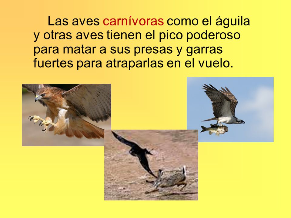 Las aves carnívoras como el águila y otras aves tienen el pico poderoso para matar a sus presas y garras fuertes para atraparlas en el vuelo.