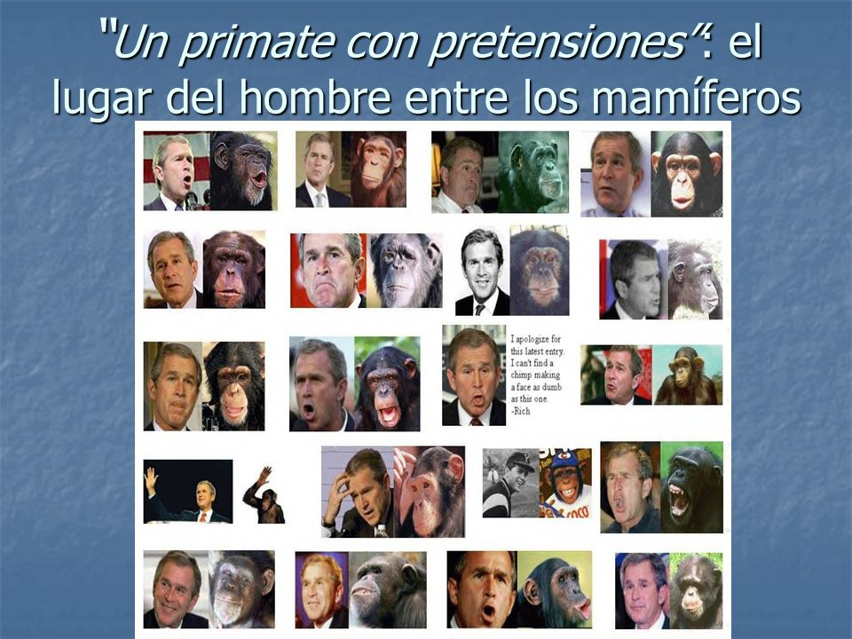 Un primate con pretensiones : el lugar del hombre entre los mamíferos