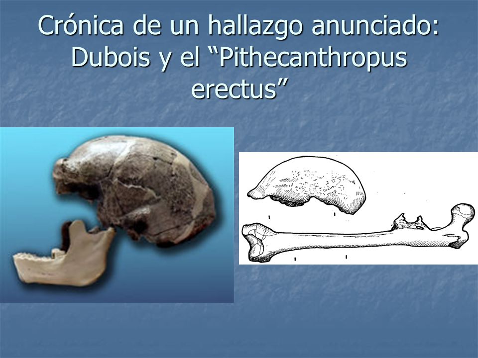 Crónica de un hallazgo anunciado: Dubois y el Pithecanthropus erectus