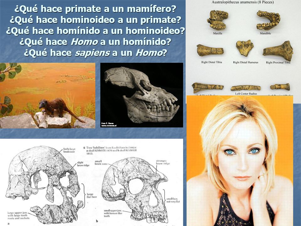 ¿Qué hace primate a un mamífero. ¿Qué hace hominoideo a un primate
