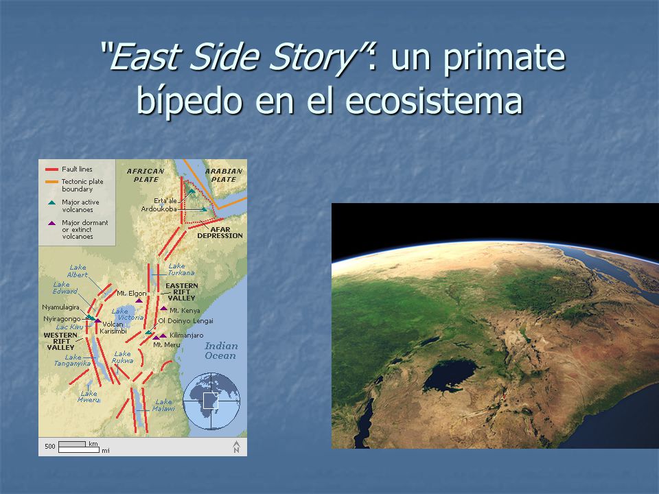 East Side Story : un primate bípedo en el ecosistema