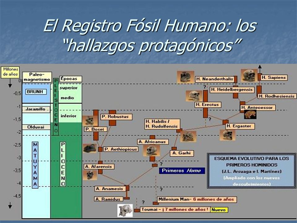 El Registro Fósil Humano: los hallazgos protagónicos