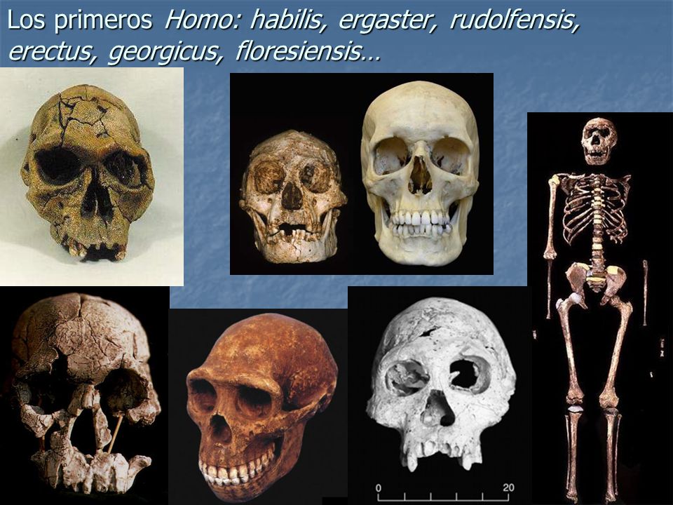 Los primeros Homo: habilis, ergaster, rudolfensis, erectus, georgicus, floresiensis…