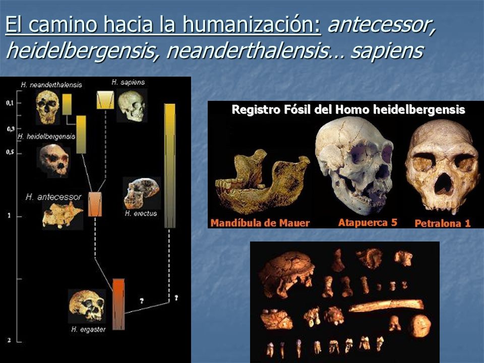 El camino hacia la humanización: antecessor, heidelbergensis, neanderthalensis… sapiens