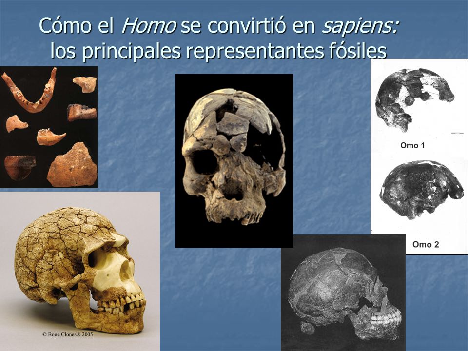 Cómo el Homo se convirtió en sapiens: los principales representantes fósiles