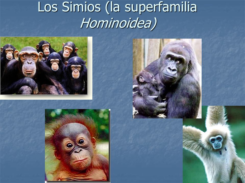 Los Simios (la superfamilia Hominoidea)
