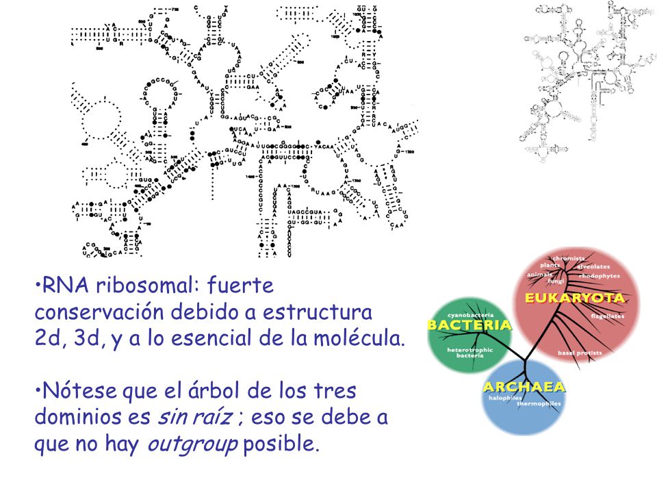 RNA ribosomal: fuerte conservación debido a estructura 2d, 3d, y a lo esencial de la molécula.
