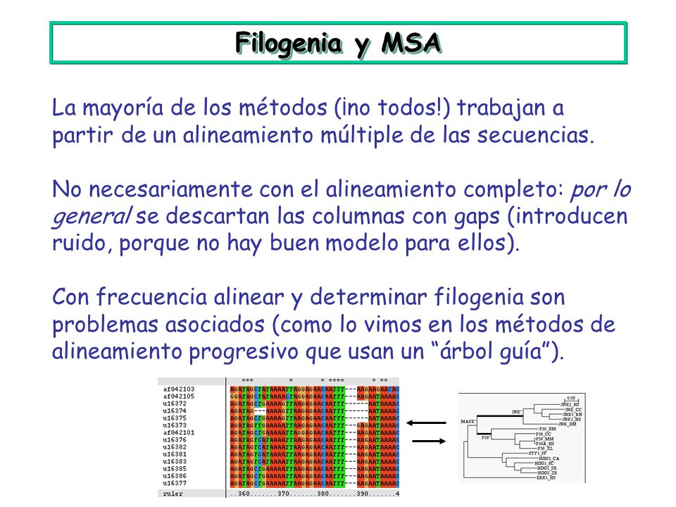 Filogenia y MSA La mayoría de los métodos (¡no todos!) trabajan a partir de un alineamiento múltiple de las secuencias.