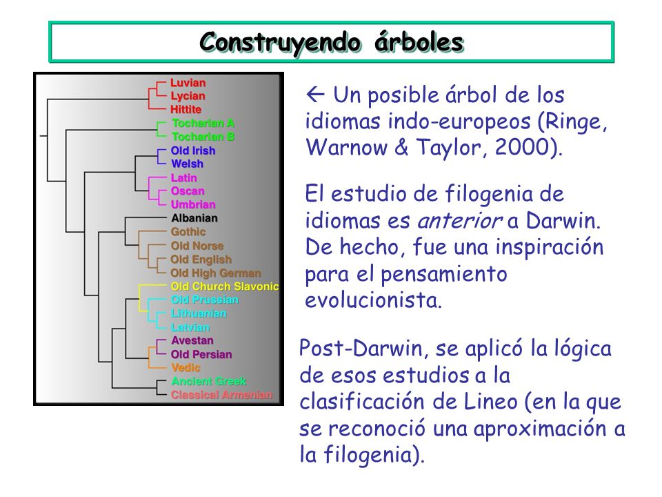 Construyendo árboles  Un posible árbol de los idiomas indo-europeos (Ringe, Warnow & Taylor, 2000).