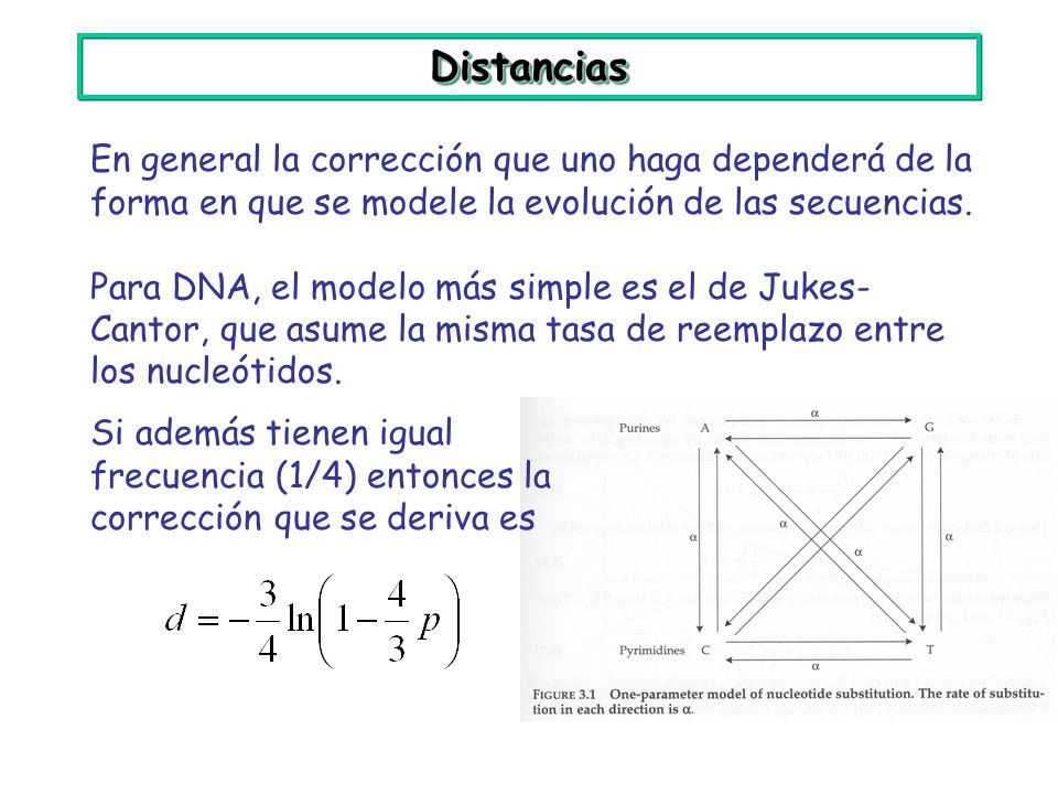 Distancias En general la corrección que uno haga dependerá de la forma en que se modele la evolución de las secuencias.