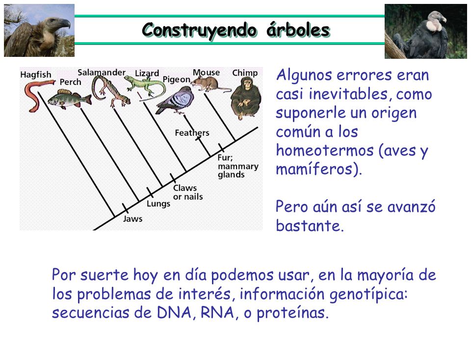 Construyendo árboles Algunos errores eran casi inevitables, como suponerle un origen común a los homeotermos (aves y mamíferos).