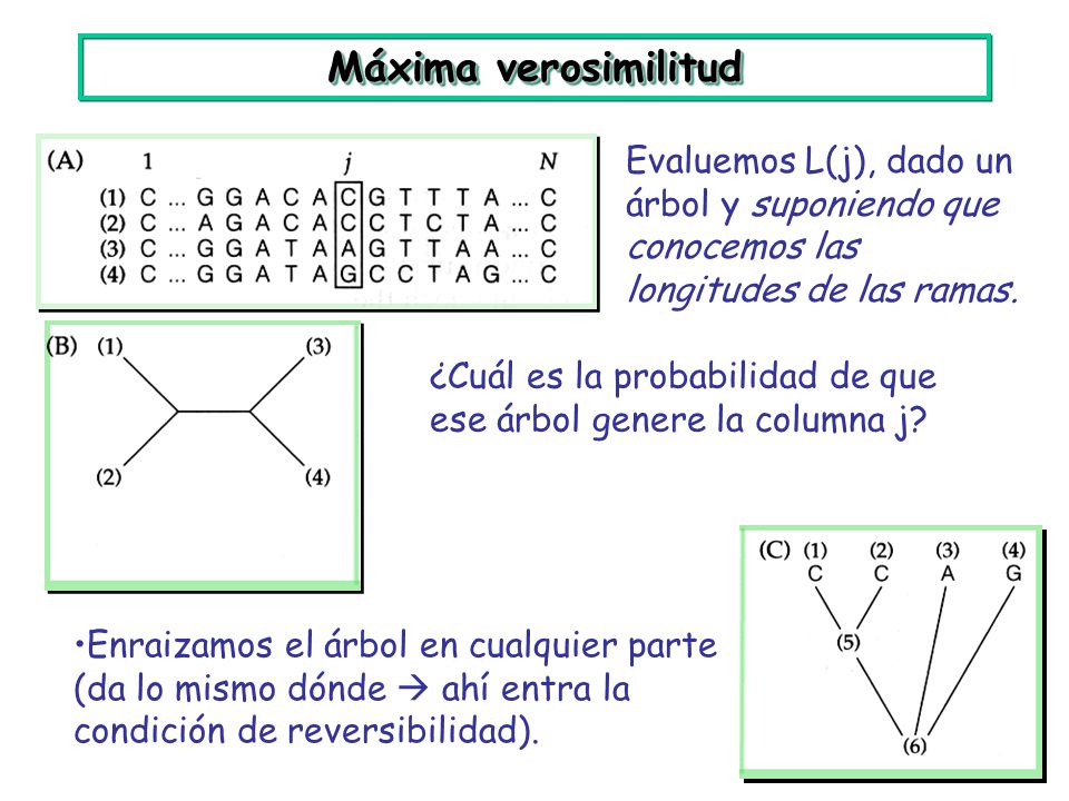 Máxima verosimilitud Evaluemos L(j), dado un árbol y suponiendo que conocemos las longitudes de las ramas.