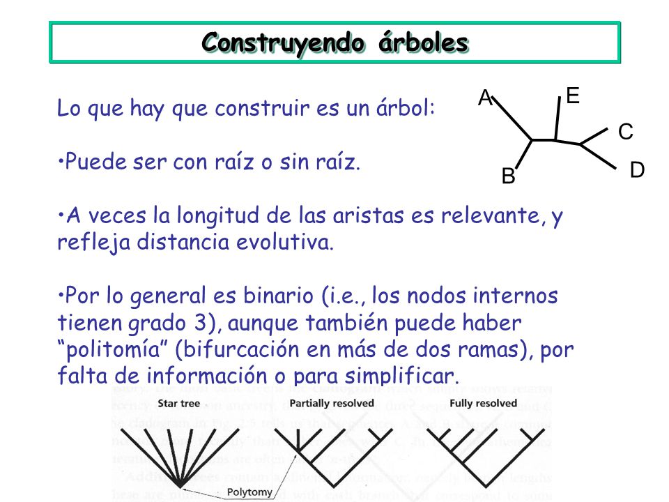 Construyendo árboles A E Lo que hay que construir es un árbol: C