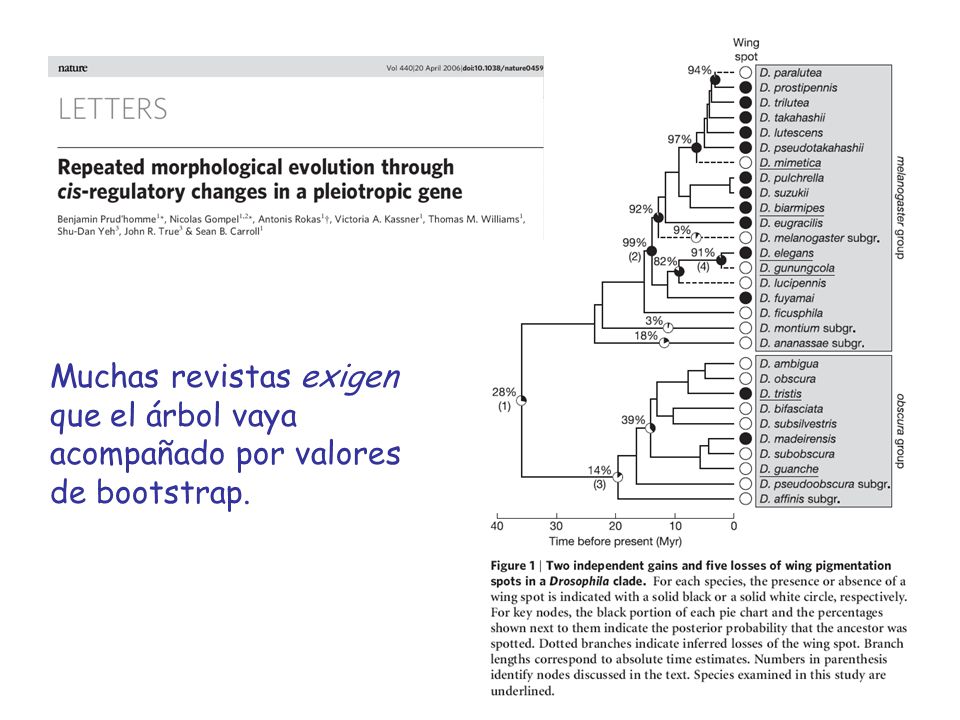 Muchas revistas exigen que el árbol vaya acompañado por valores de bootstrap.