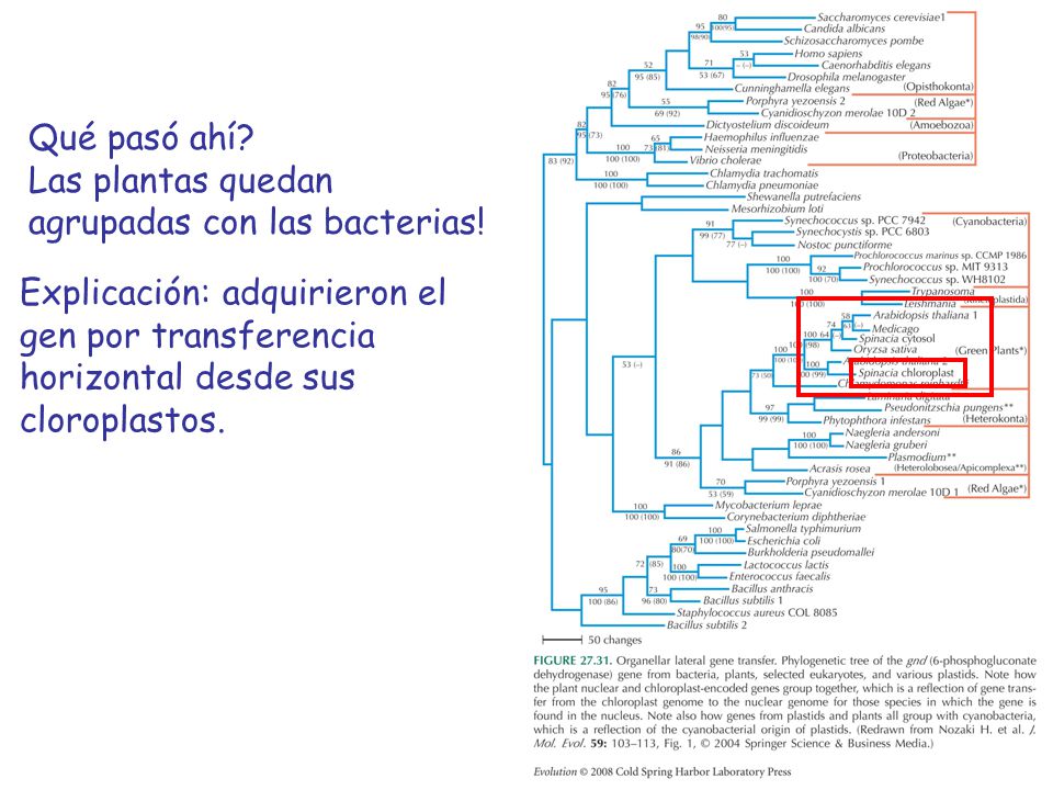 Qué pasó ahí. Las plantas quedan agrupadas con las bacterias.