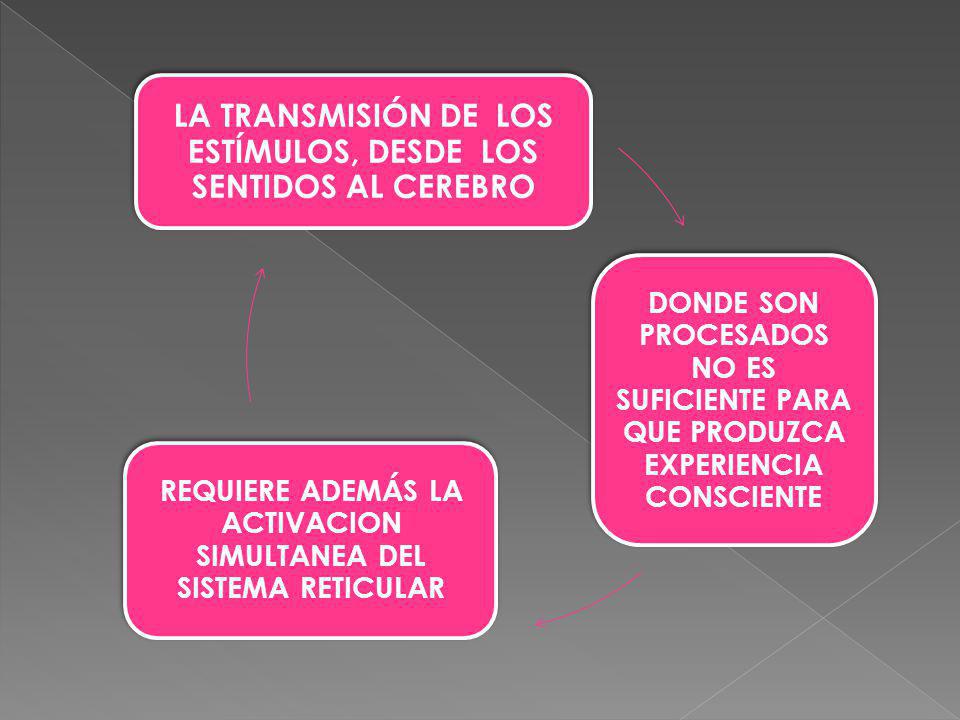 LA TRANSMISIÓN DE LOS ESTÍMULOS, DESDE LOS SENTIDOS AL CEREBRO