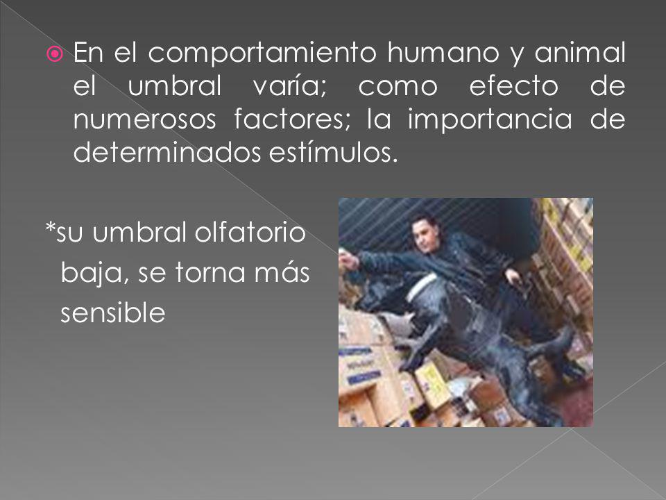 En el comportamiento humano y animal el umbral varía; como efecto de numerosos factores; la importancia de determinados estímulos.
