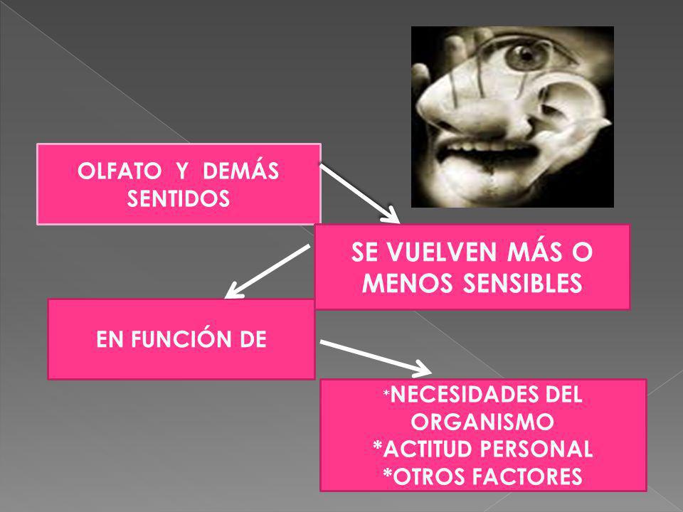 OLFATO Y DEMÁS SENTIDOS SE VUELVEN MÁS O MENOS SENSIBLES