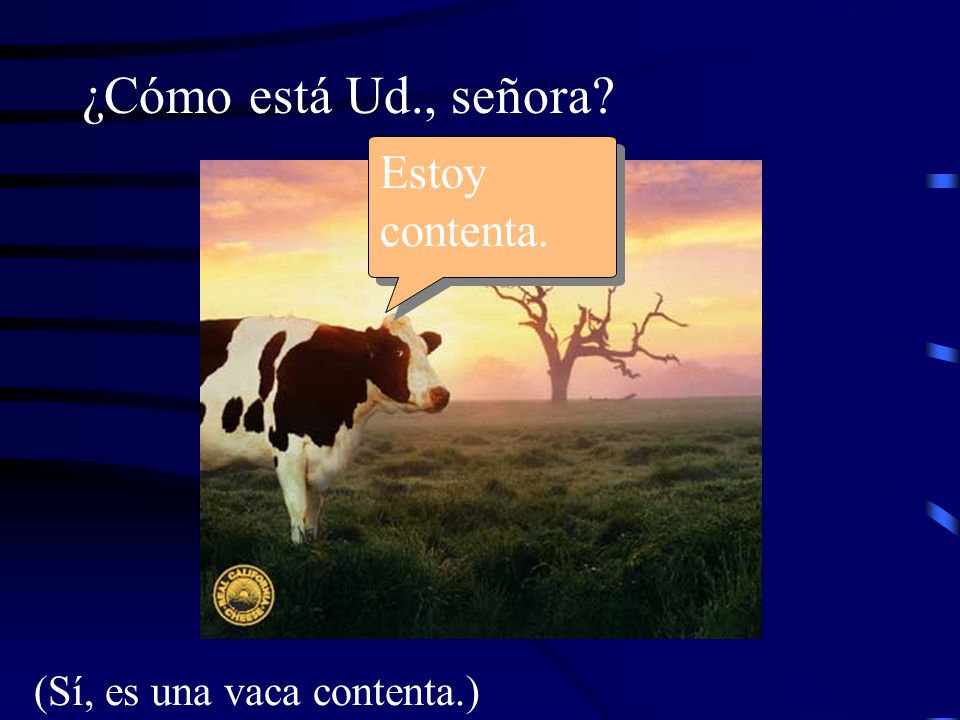 ¿Cómo está Ud., señora Estoy contenta. (Sí, es una vaca contenta.)