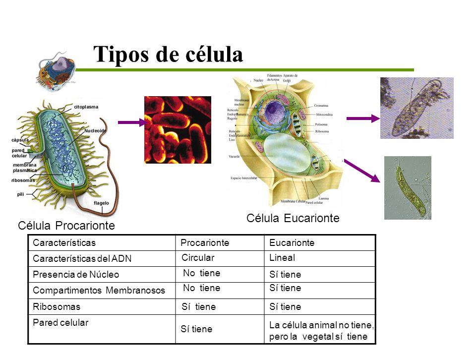 Tipos de célula Célula Eucarionte Célula Procarionte Características