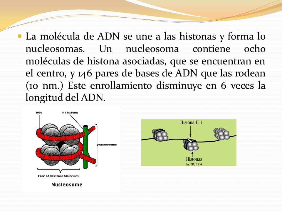 La molécula de ADN se une a las histonas y forma lo nucleosomas