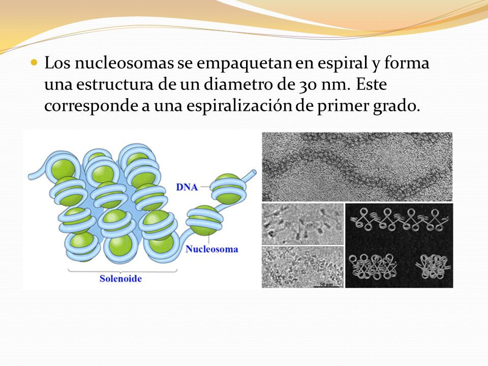 Los nucleosomas se empaquetan en espiral y forma una estructura de un diametro de 30 nm.