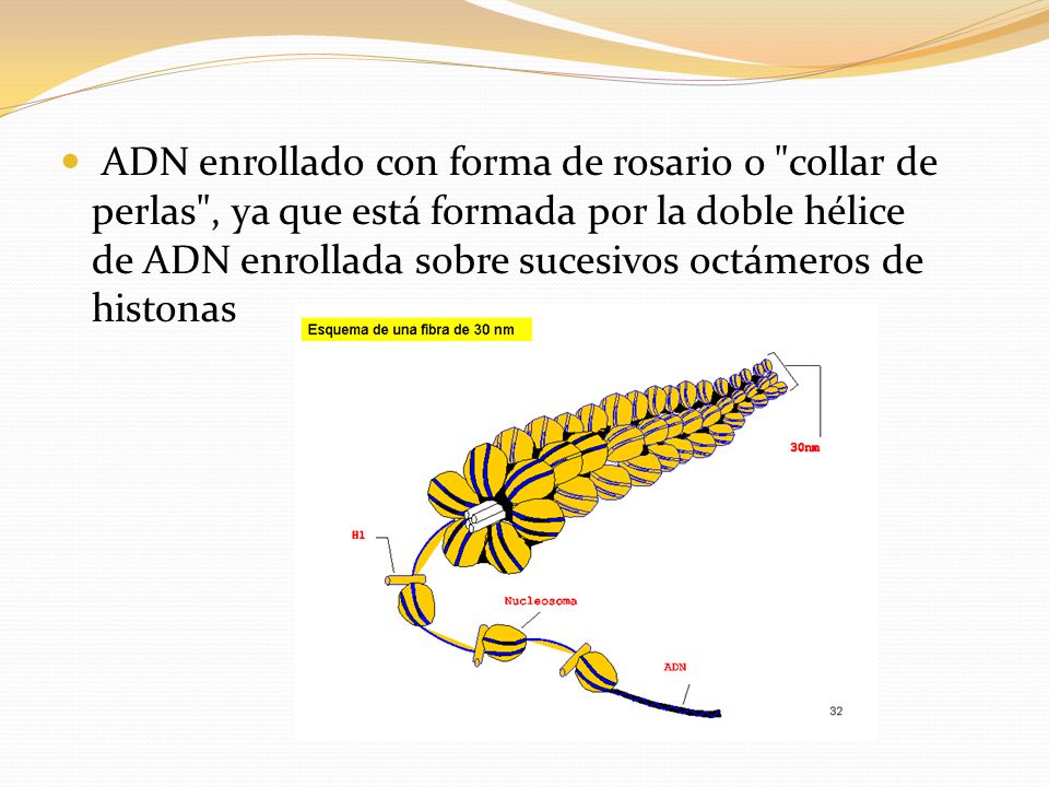 ADN enrollado con forma de rosario o collar de perlas , ya que está formada por la doble hélice de ADN enrollada sobre sucesivos octámeros de histonas