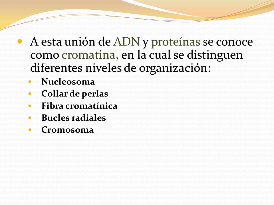 A esta unión de ADN y proteínas se conoce como cromatina, en la cual se distinguen diferentes niveles de organización: