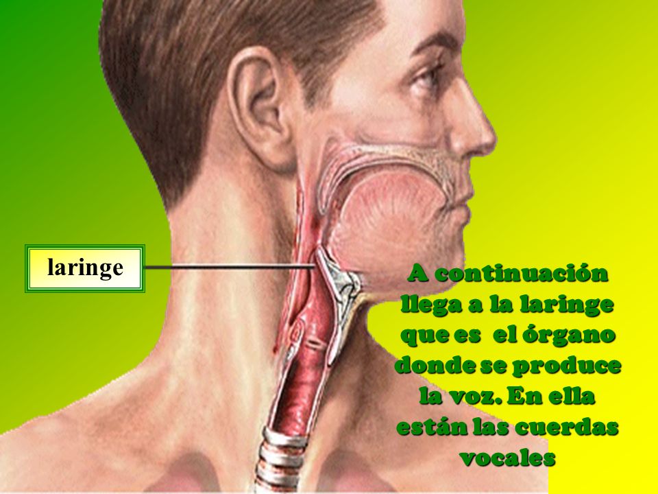 laringe A continuación llega a la laringe que es el órgano donde se produce la voz.
