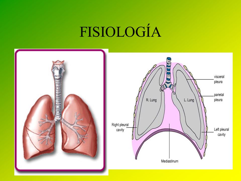 FISIOLOGÍA El conjunto de bronquios, bronquiolos, alveolos pulmonares y una extensa red de vasos sanguíneos forman los pulmones.
