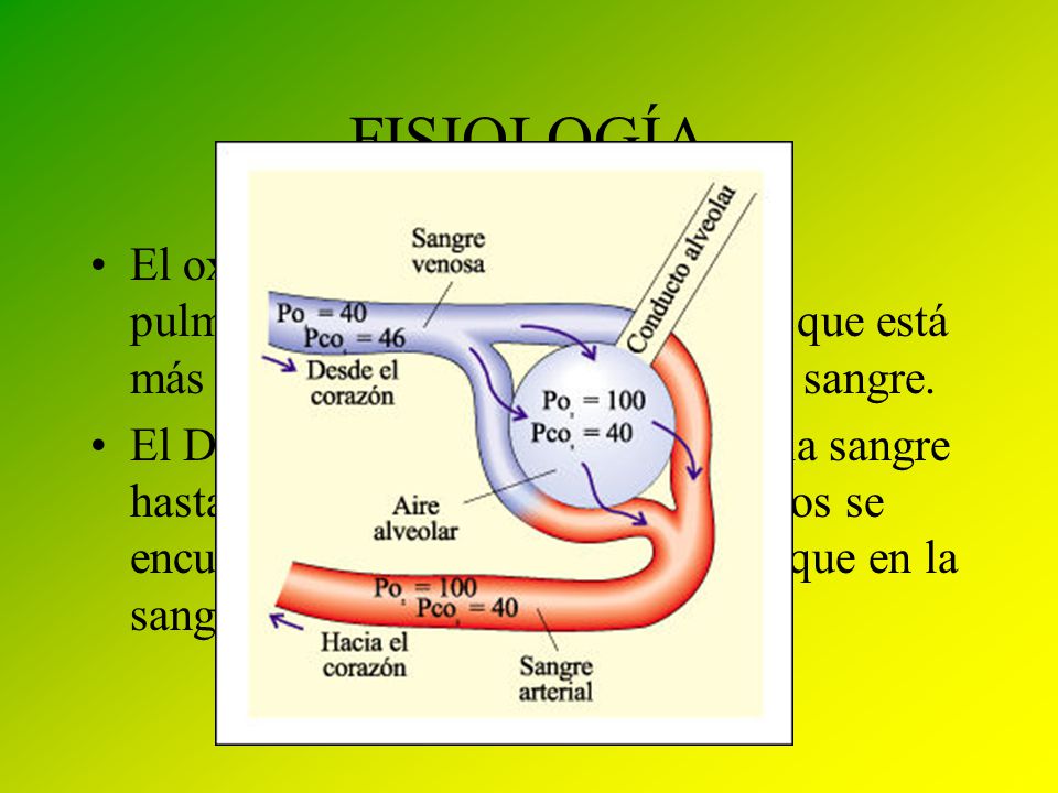 FISIOLOGÍA El oxígeno pasa desde los alveolos pulmonares hasta la sangre, puesto que está más concentrado en éstos que en la sangre.