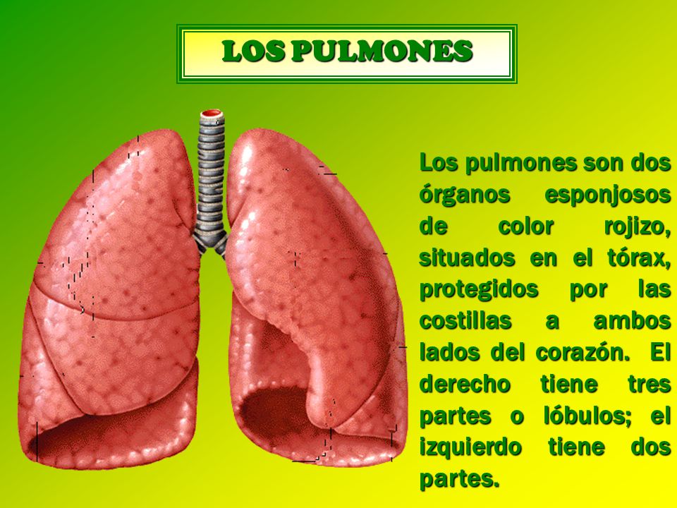 LOS PULMONES