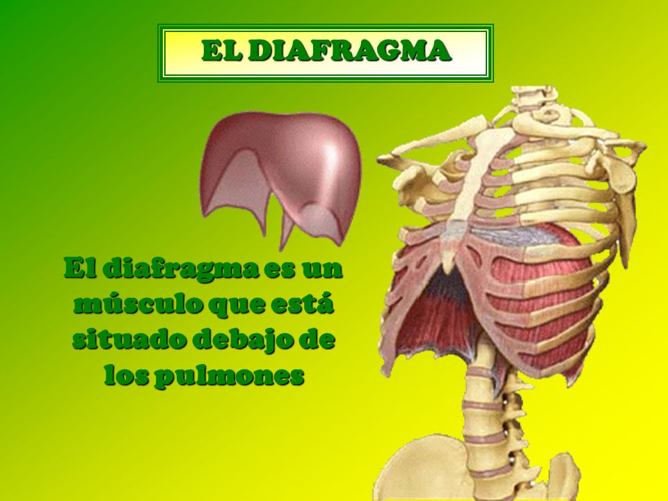 El diafragma es un músculo que está situado debajo de los pulmones