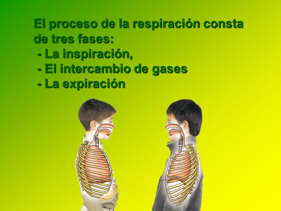 El proceso de la respiración consta de tres fases: